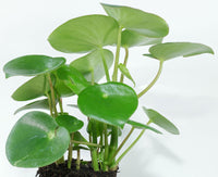 Peperomia Coin Leaf (Peperomia polybotrya) - Ladybird Nursery