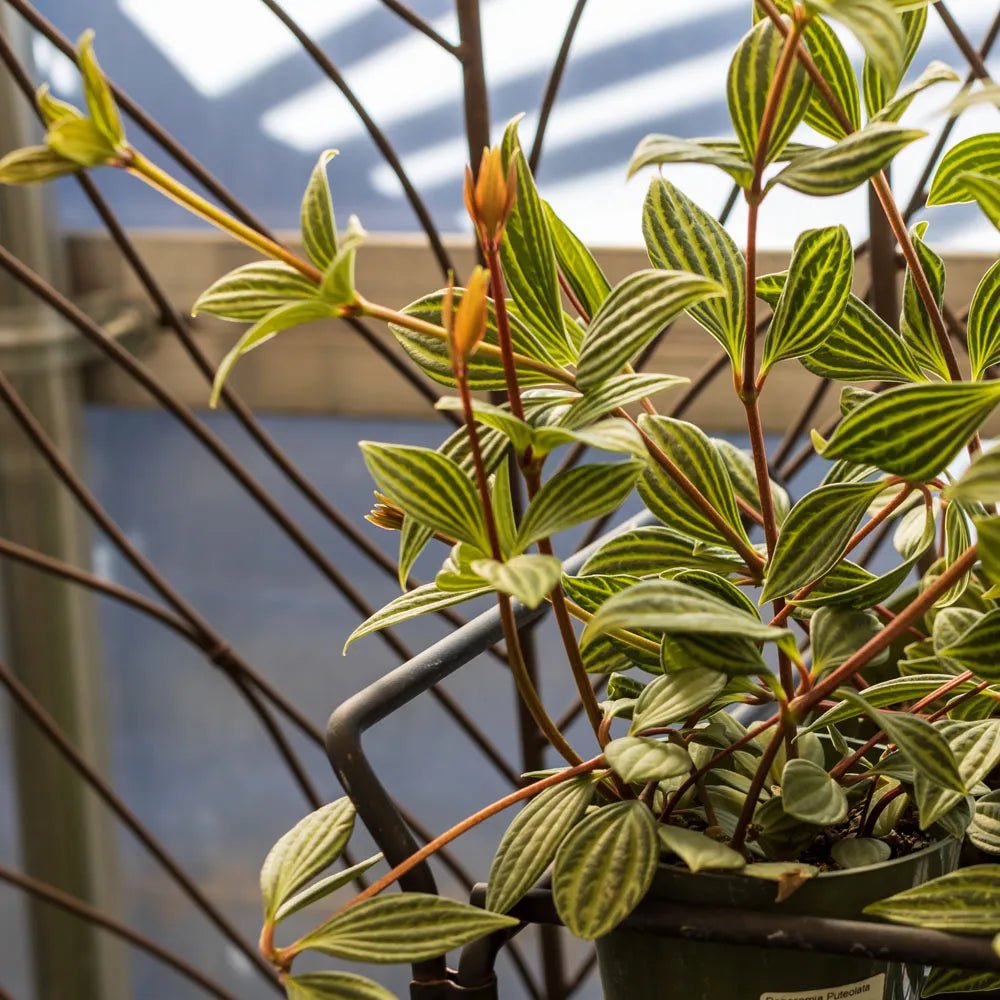 Peperomia Parallel (Peperomia puteolata) - Ladybird Nursery