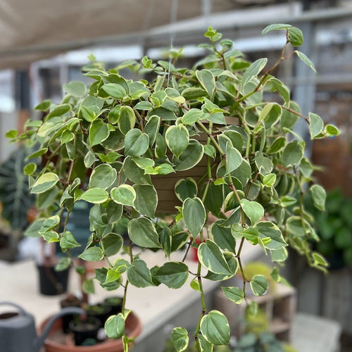 Peperomia Variegated Cupid (Peperomia scandens variegata ) - Ladybird Nursery