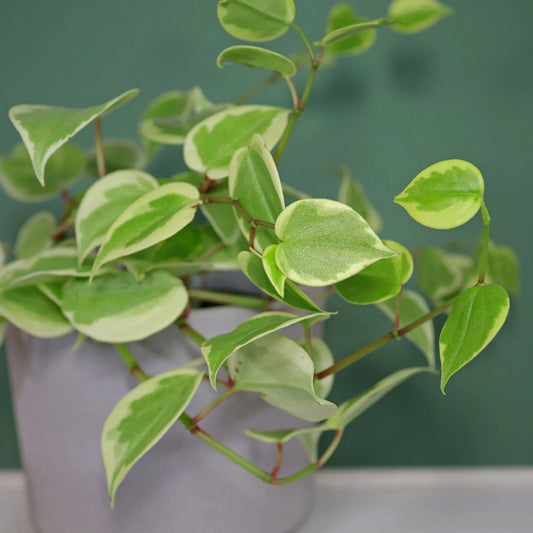 Peperomia Variegated Cupid (Peperomia scandens variegata )