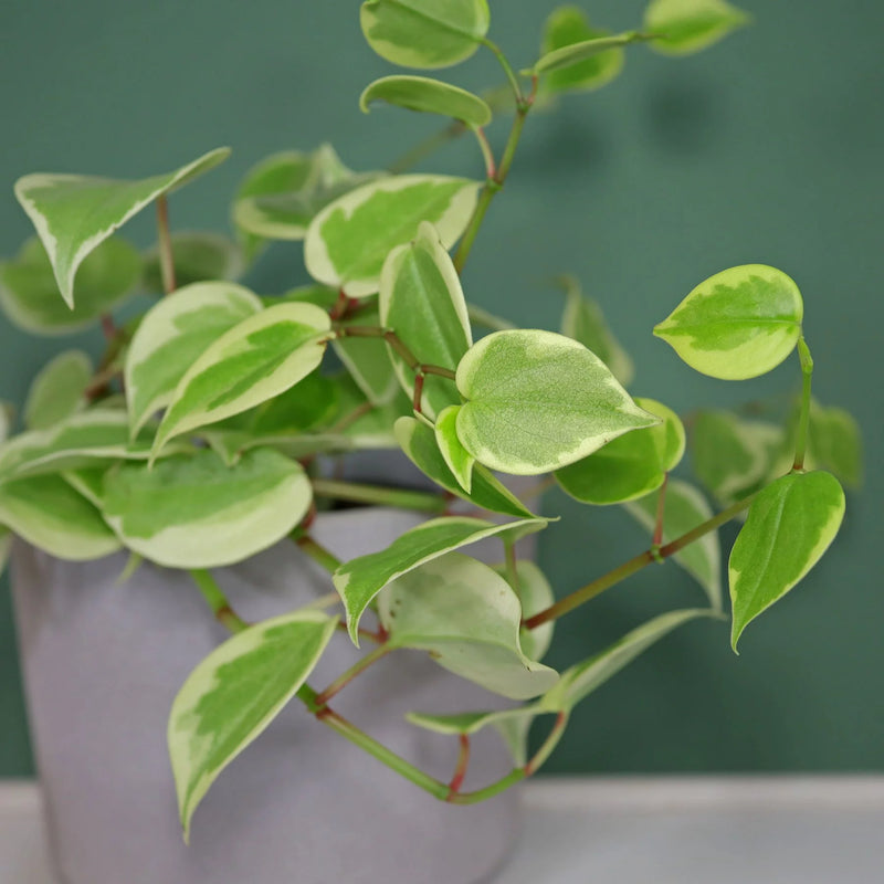 Peperomia Variegated Cupid (Peperomia scandens variegata )
