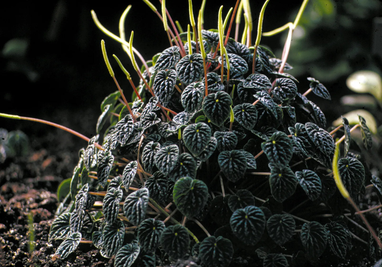Peperomia Watermelon  (Peperomia argyreia)