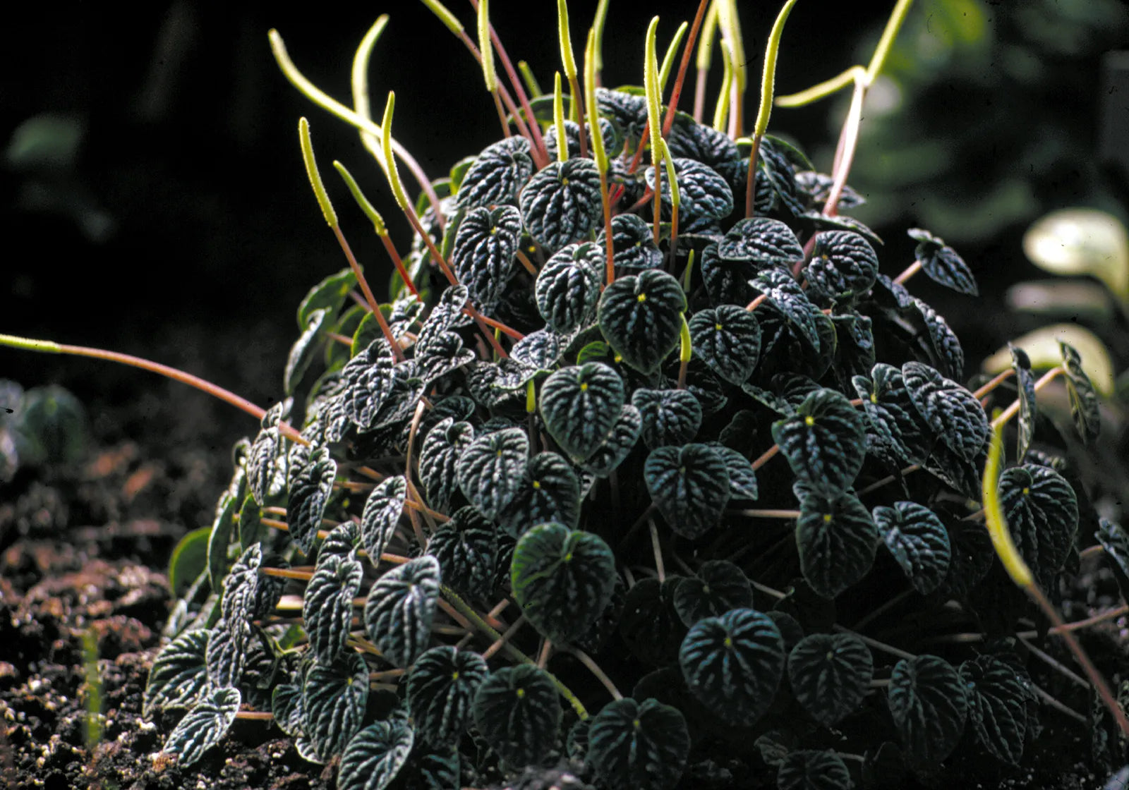 Peperomia Watermelon  (Peperomia argyreia)