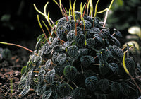 Peperomia Watermelon  (Peperomia argyreia)