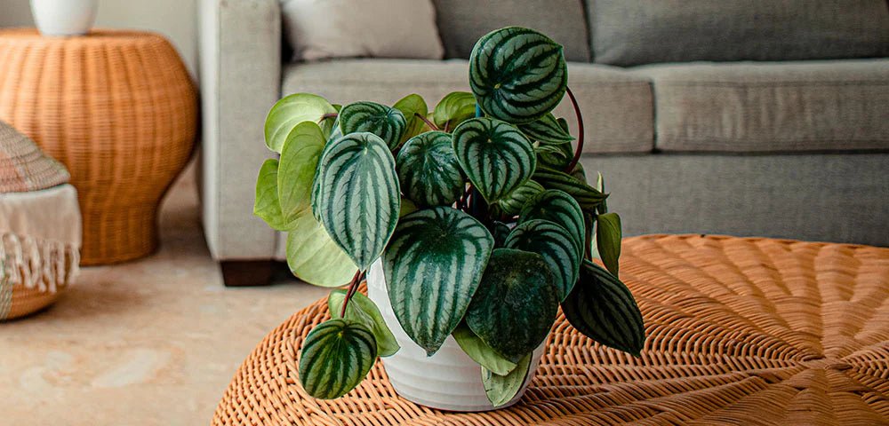 Peperomia Variegated (Peperomia spp.) - Ladybird Nursery