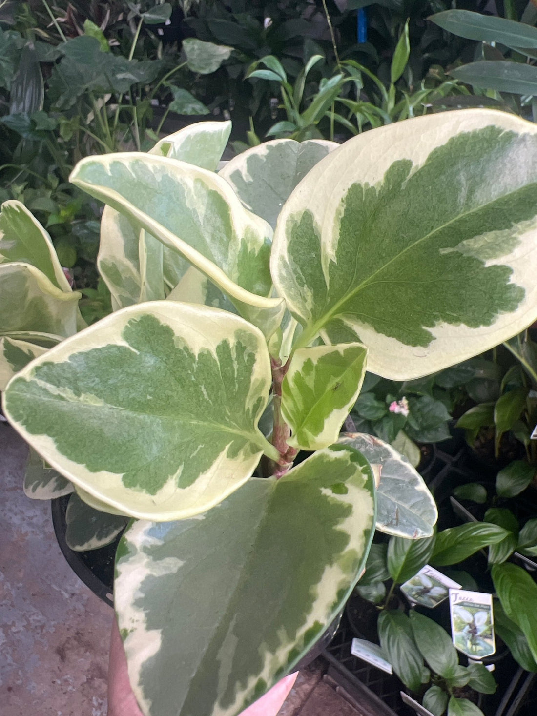 Peperomia Marble (Peperomia obtusifolia) - Ladybird Nursery