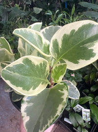 Peperomia Marble (Peperomia obtusifolia) - Ladybird Nursery