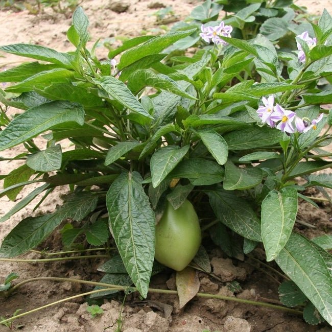 Pepino Kendall Gold - Ladybird Nursery