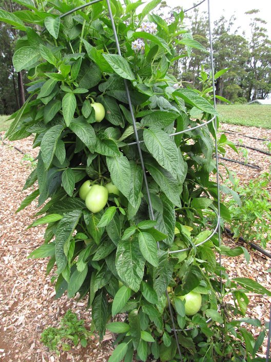 Pepino Berry - Ladybird Nursery