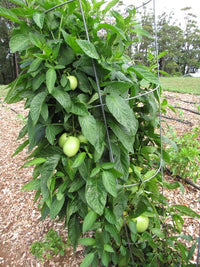 Pepino Berry - Ladybird Nursery