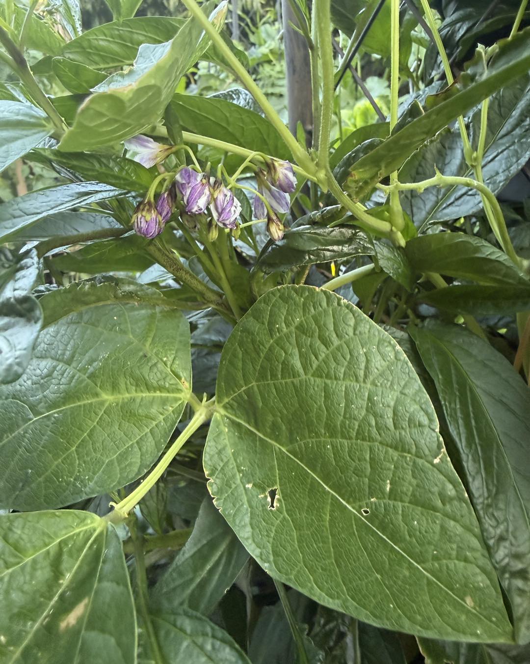Pepino Berry - Ladybird Nursery