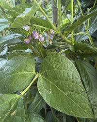 Pepino Berry - Ladybird Nursery