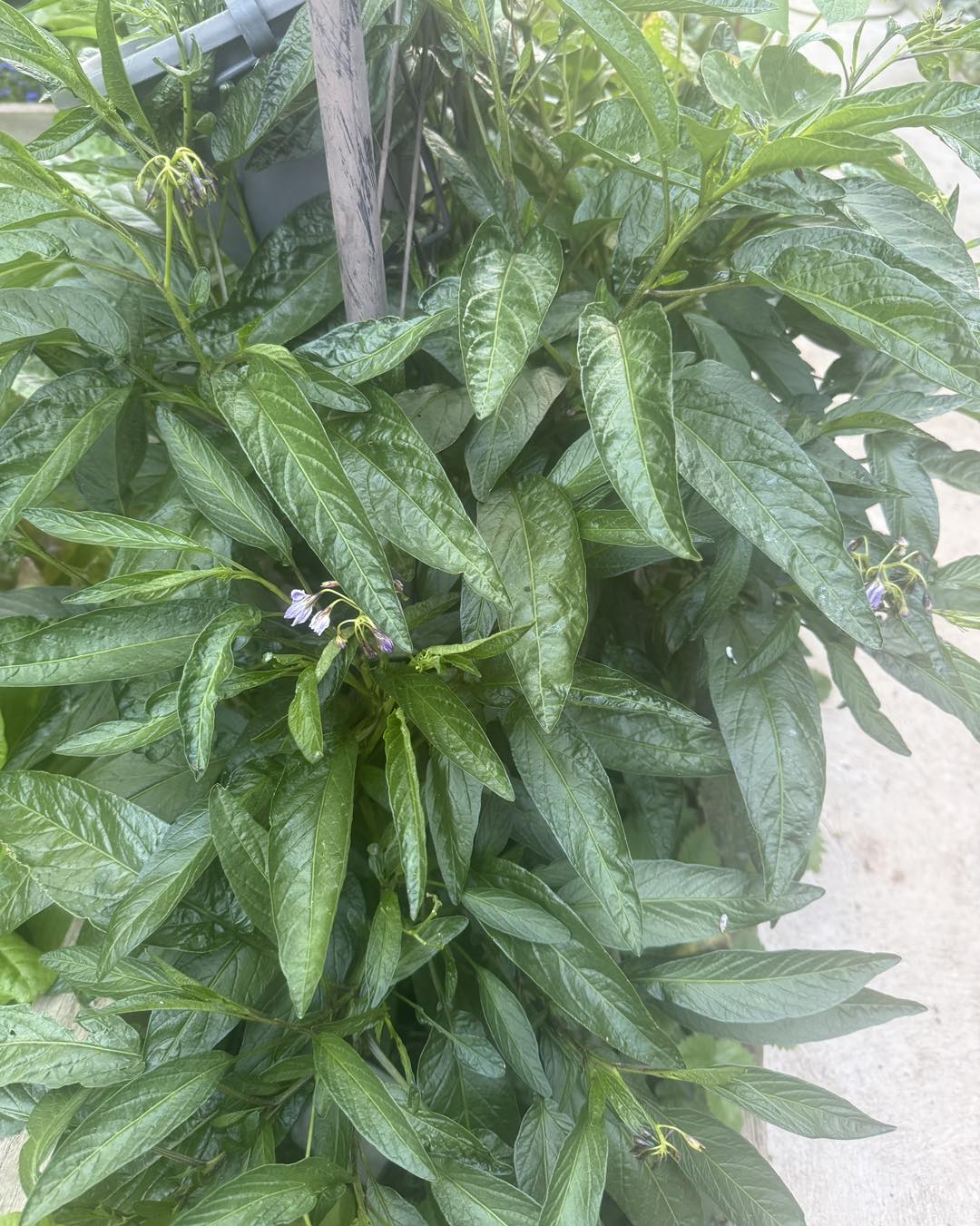Pepino Berry - Ladybird Nursery