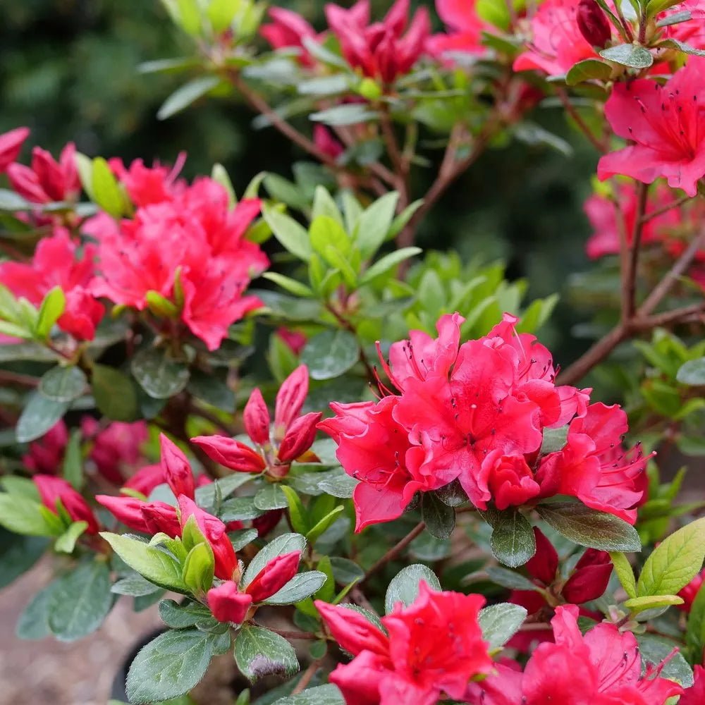 Azalea Rose Glitters - Ladybird Nursery