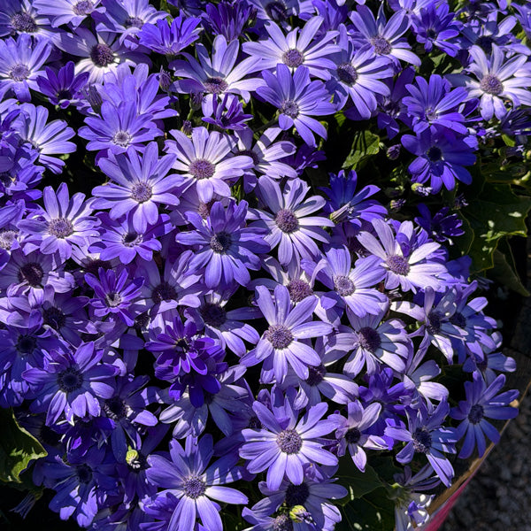 Pericallis (senecio) Mandala 'Blue Charme'