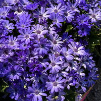 Pericallis (senecio) Mandala 'Blue Charme'