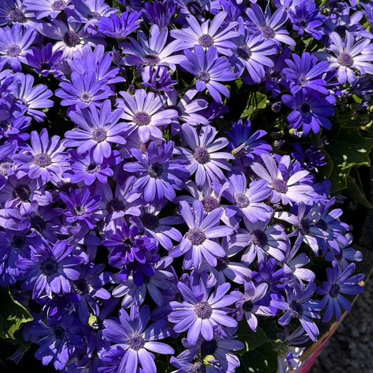 Pericallis (senecio) Mandala 'Blue Charme' - Ladybird Nursery