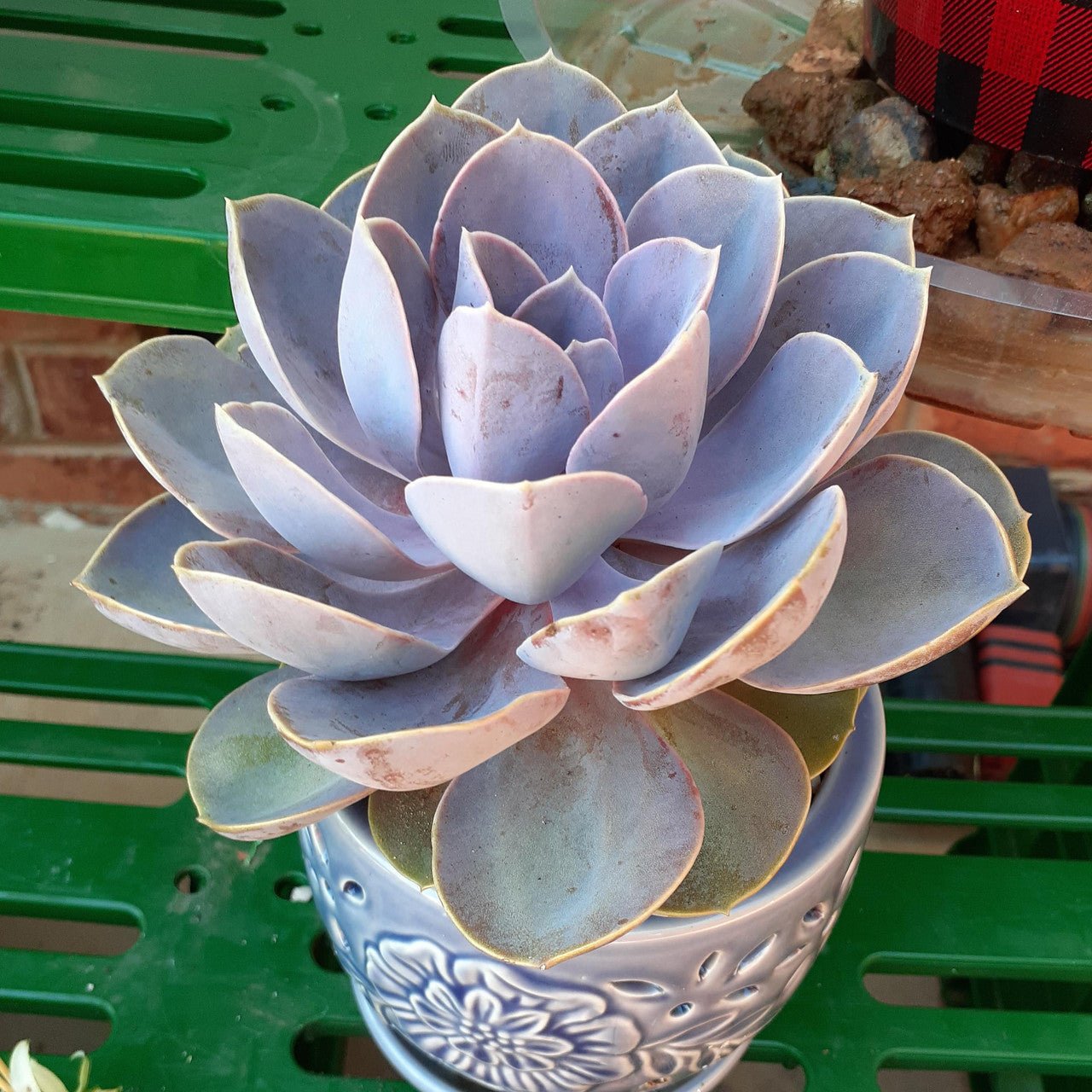 Hens and Chicks Von Nurnberg (Echeveria Perle) - Ladybird Nursery