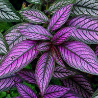 Persian Shield (Strobilanthes dyerianus)