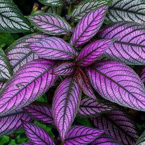 Persian Shield (Strobilanthes dyerianus) - Ladybird Nursery