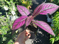 Persian Shield (Strobilanthes dyerianus)
