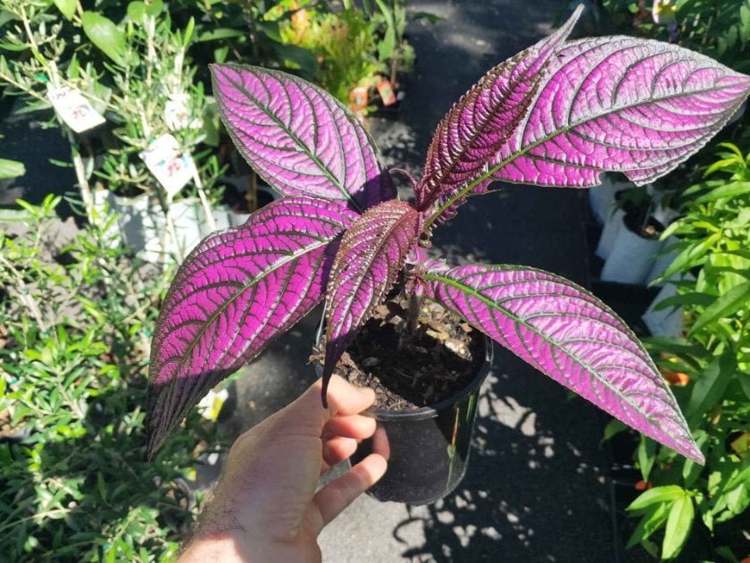 Persian Shield (Strobilanthes dyerianus) - Ladybird Nursery