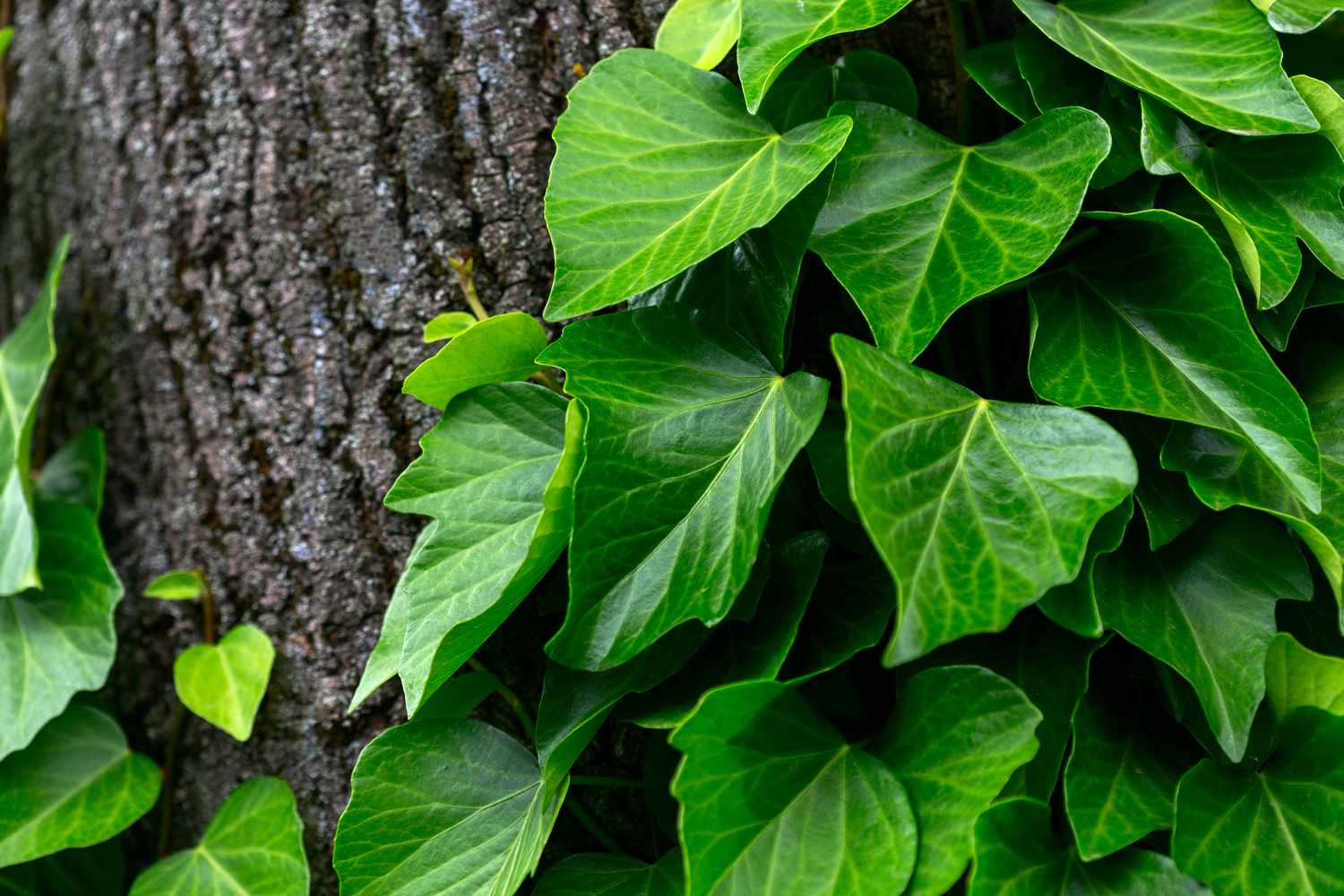 Ivy Green (Hedera spp.) - Ladybird Nursery