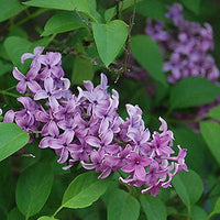Persian Lilac (Syringa × persica) - Large - Ladybird Nursery
