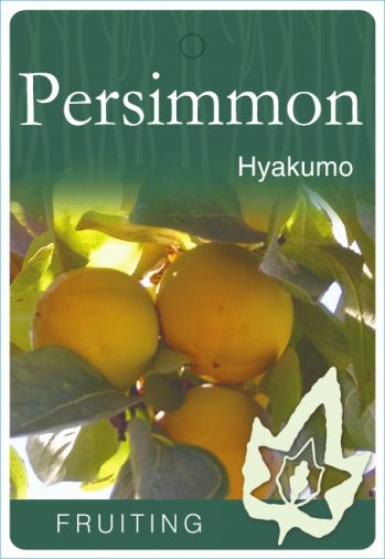 Persimmon 'Hyakumo'