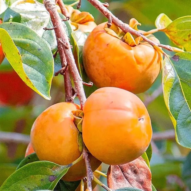 Persimmon Kaki Seedling - Ladybird Nursery