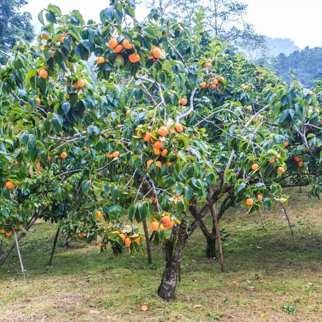 Persimmon Kaki Seedling - Ladybird Nursery