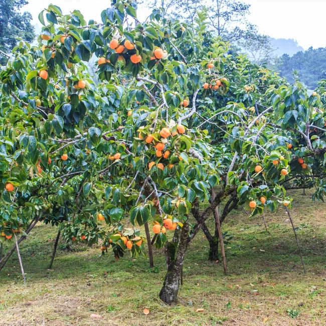 Persimmon Kaki Seedling
