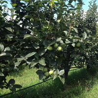 Persimmon Rojo Brilliante Astringent