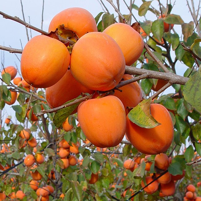 Persimmon Rojo Brilliante Astringent - Ladybird Nursery