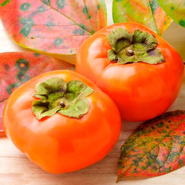 Persimmon ‘Fuyu’ (Non - Astringent) - Ladybird Nursery