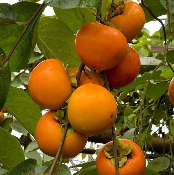 Persimmon ‘Fuyu’ (Non - Astringent) - Ladybird Nursery