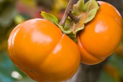 Persimmon ‘Fuyu’ (Non - Astringent) - Ladybird Nursery