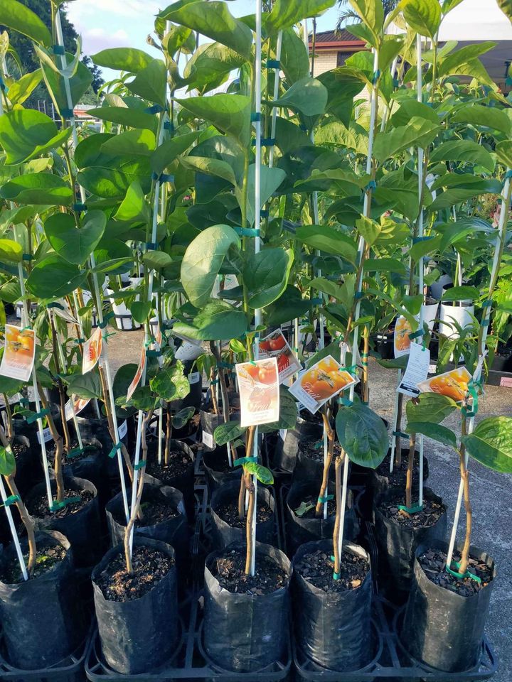 Persimmon ‘Fuyu’ (Non - Astringent) - Ladybird Nursery