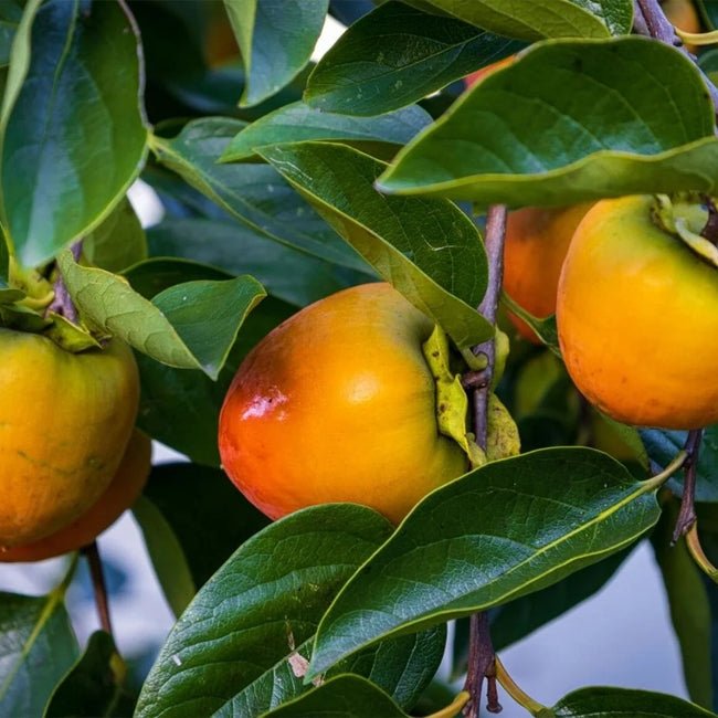 Persimmon Twentieth Century - Ladybird Nursery