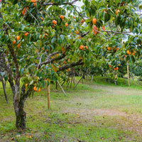 Persimmon Twentieth Century