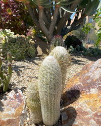 Peruvian Old Lady Cactus (Espostoa melanostele) - Ladybird Nursery