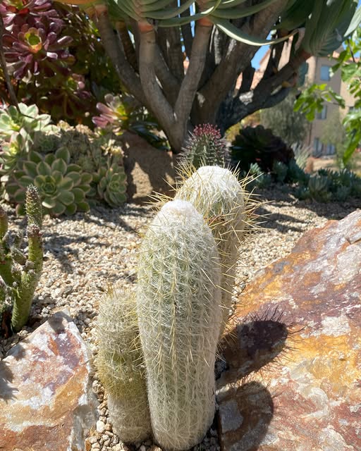 Peruvian Old Lady Cactus (Espostoa melanostele) - Ladybird Nursery