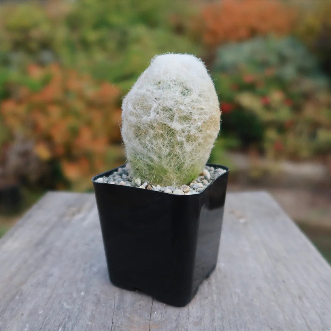 Peruvian Old Lady Cactus (Espostoa melanostele) - Ladybird Nursery