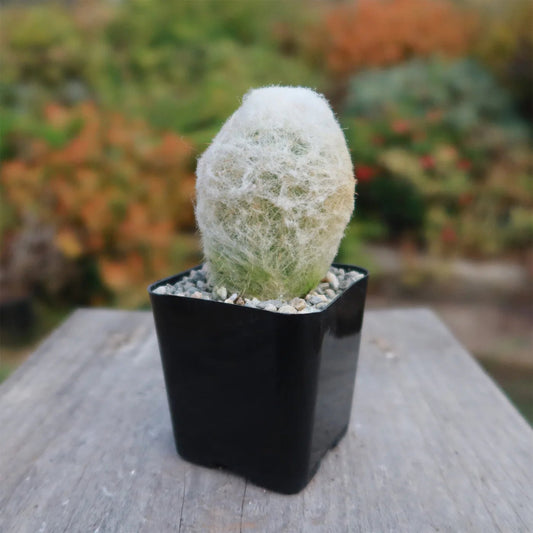 Peruvian Old Lady Cactus (Espostoa melanostele) - Ladybird Nursery