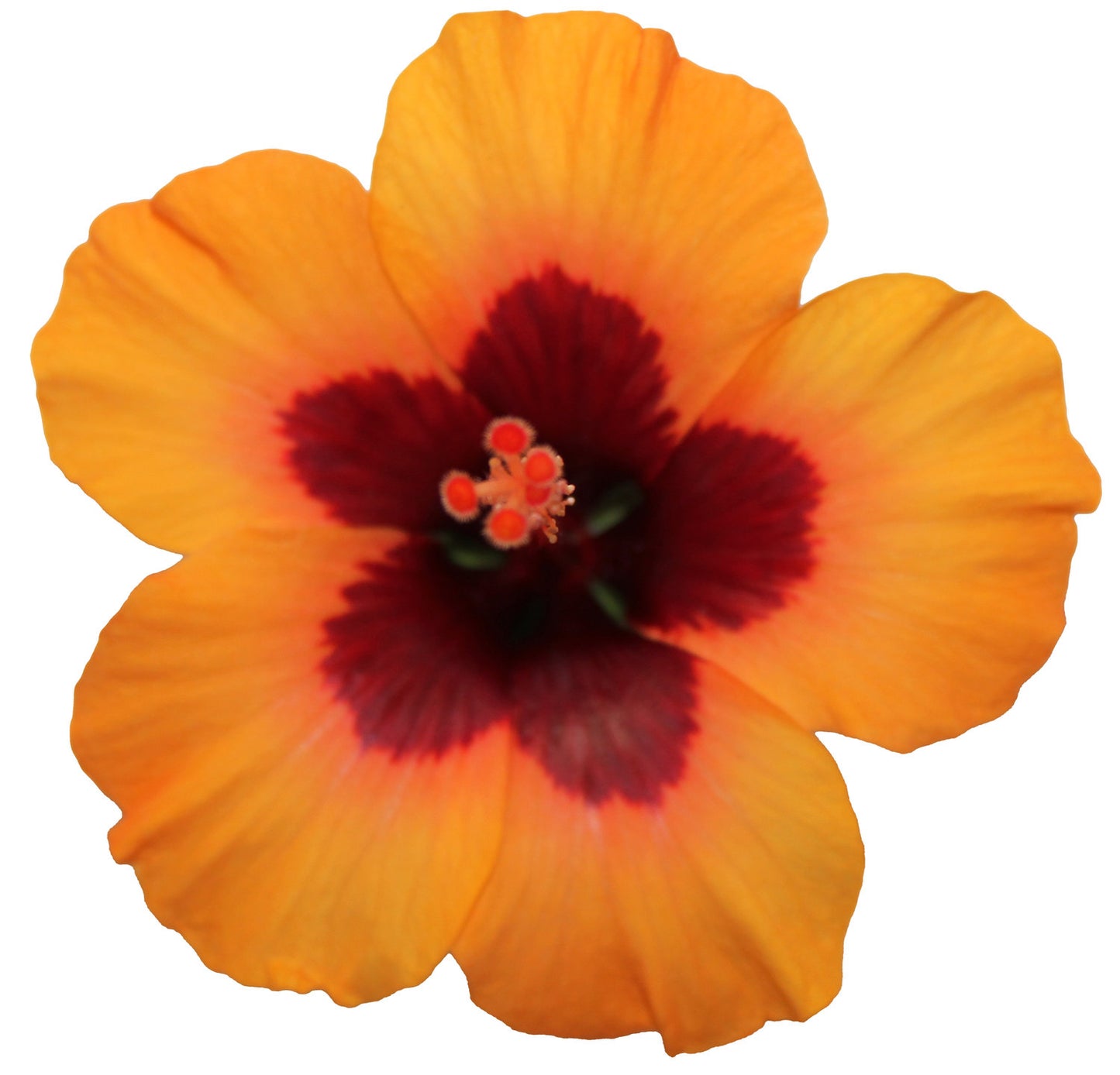 Hibiscus Petite Sunrise