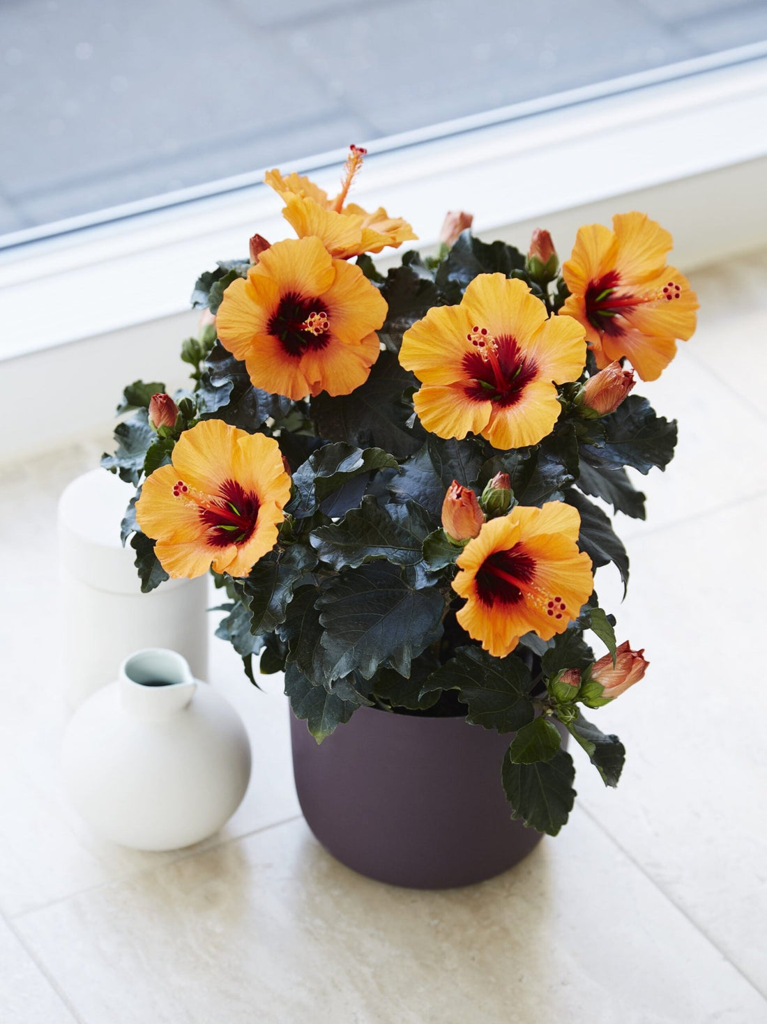 Hibiscus Petite Sunrise - Ladybird Nursery