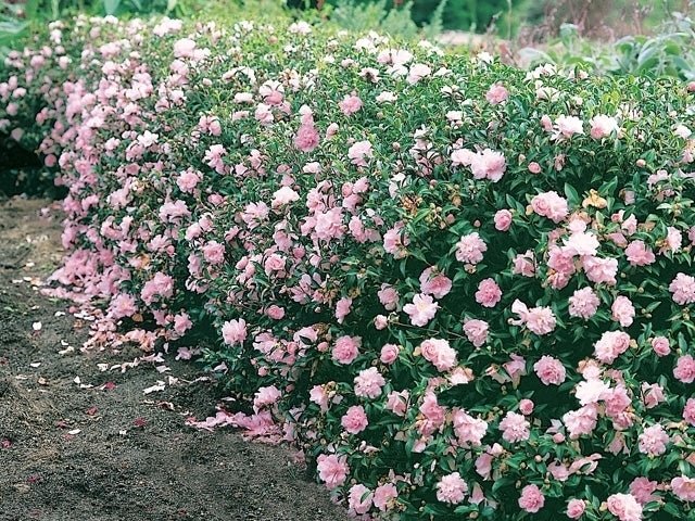 Sasanqua Camellia Paradise Sayaka (Camellia sasanqua) - Ladybird Nursery