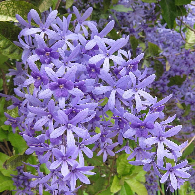 Petrea Volubilis Purple Wreath Climbers - Ladybird Nursery