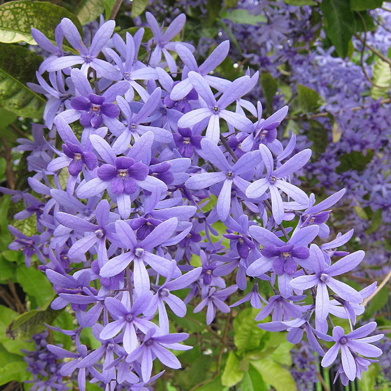 Petrea Volubilis Purple Wreath Climbers
