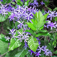 Petrea Volubilis Purple Wreath Climbers - Ladybird Nursery